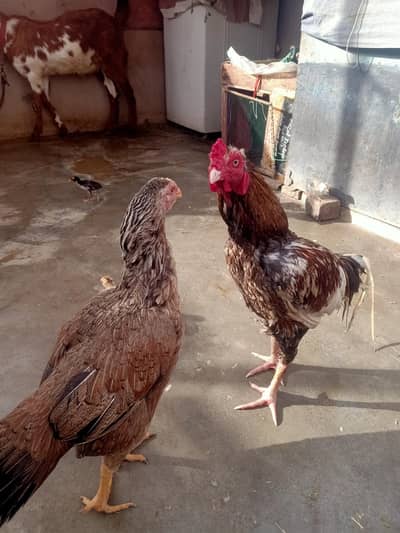 pair with 8 x chicks