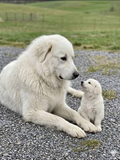 white collar Afghani kuchi only puppy sale Hai dog sale nhe krna