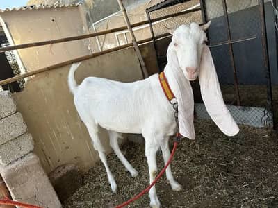 Good quality females goats