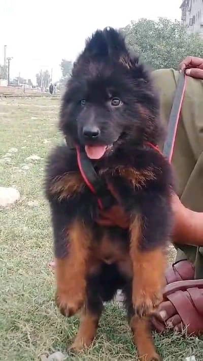 German shepherd puppies  double cot my WhatsApp number 034o729o94o