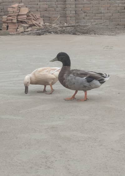 murghabi duck for sale