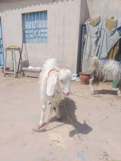 Long hair pair for sale