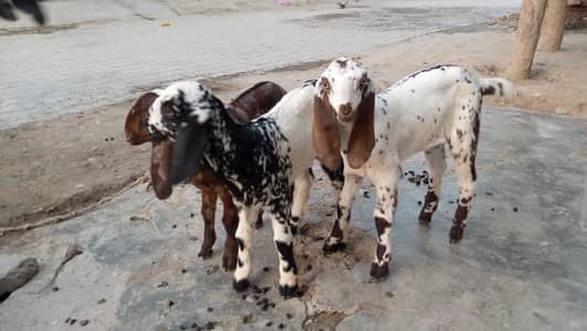 1 goat and 2 babies For Sale in sahiwal