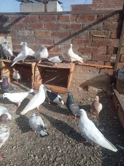 kabotr 03054000665 par