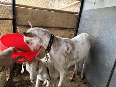 Good quality females goats