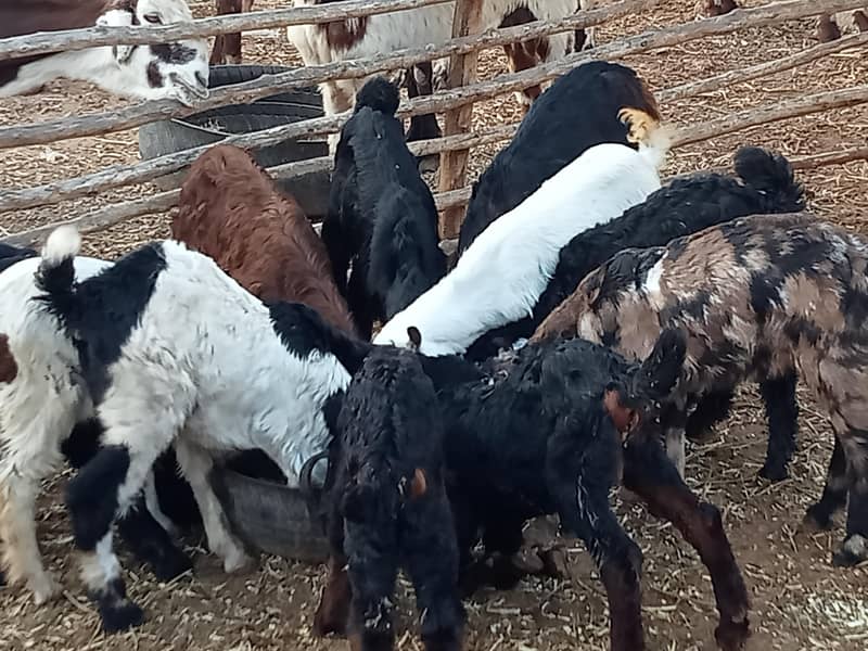 goats 5