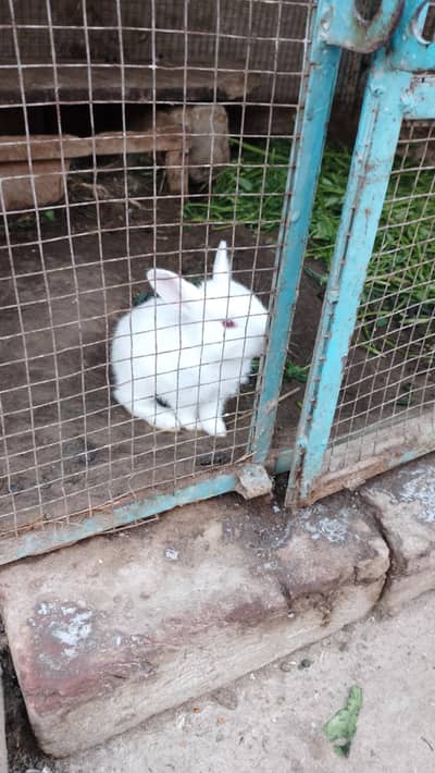red eyes white rabbits