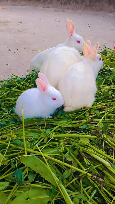 red eyes white rabbits