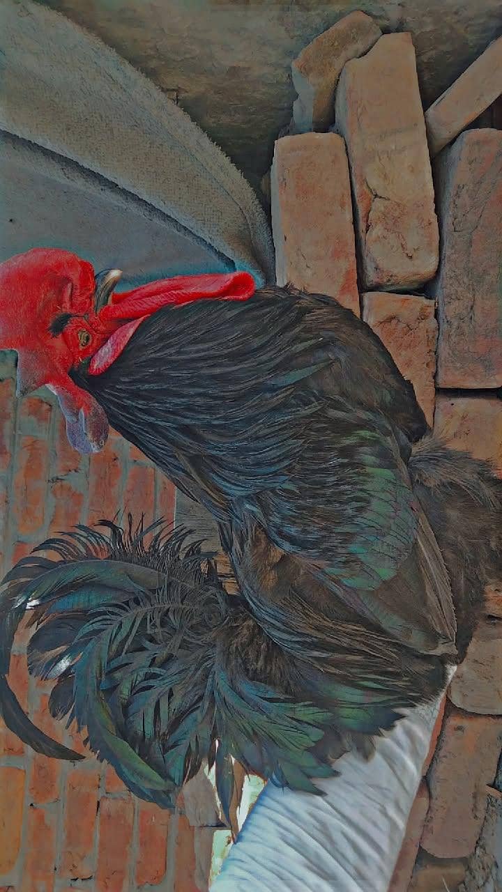 Australorp 0