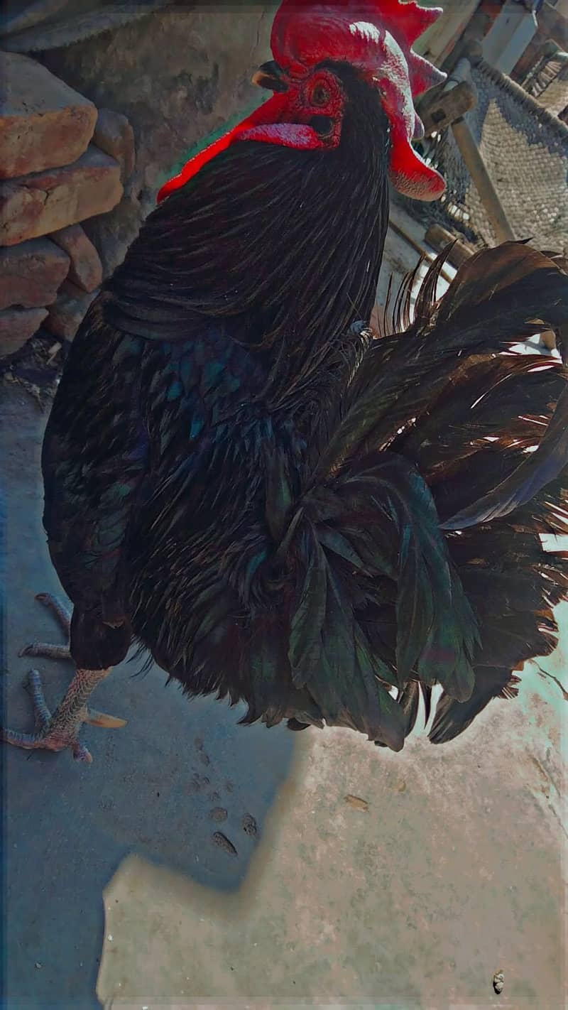 Australorp 4