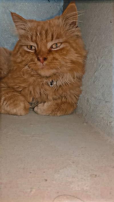 Playful Kitten for Sale Friendly & Cute