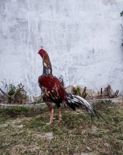 Sindhi x minawali aseel