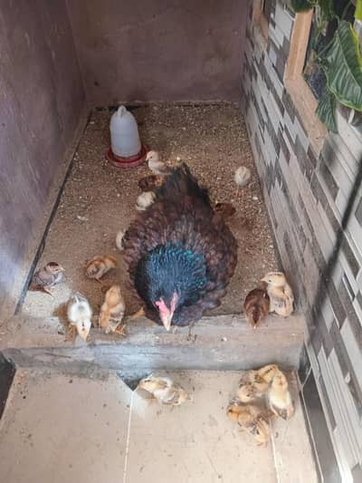 aseel lakha chiks for sale father pic added