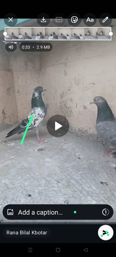High flye r02  teddy males breeder for sale high quality birds