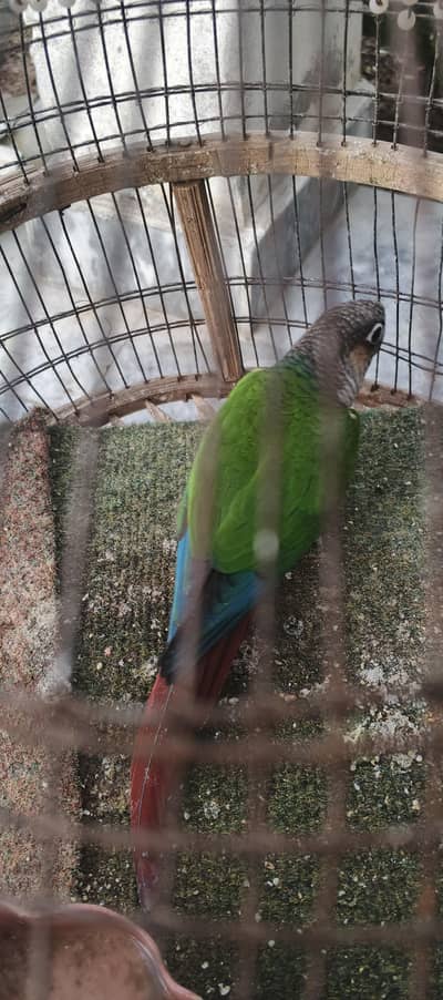 parrot sale kar na ha male ha ya female ni pata