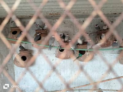 Jawa Birds Fown Silver white Grey