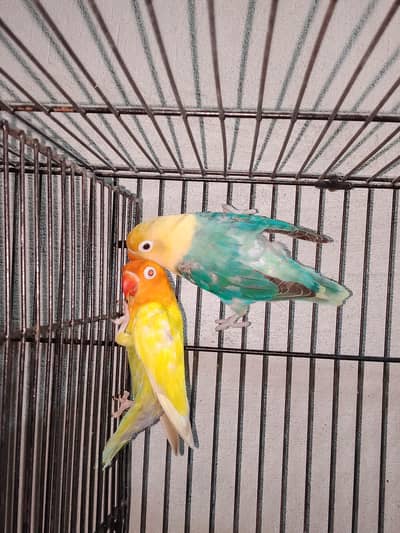 0327-0277654/DNA Pair/Love bird/parrot/cage/cocktail/Australian/bajri/
