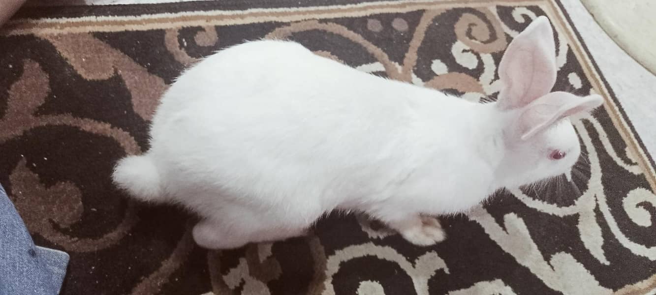 rabbit 1