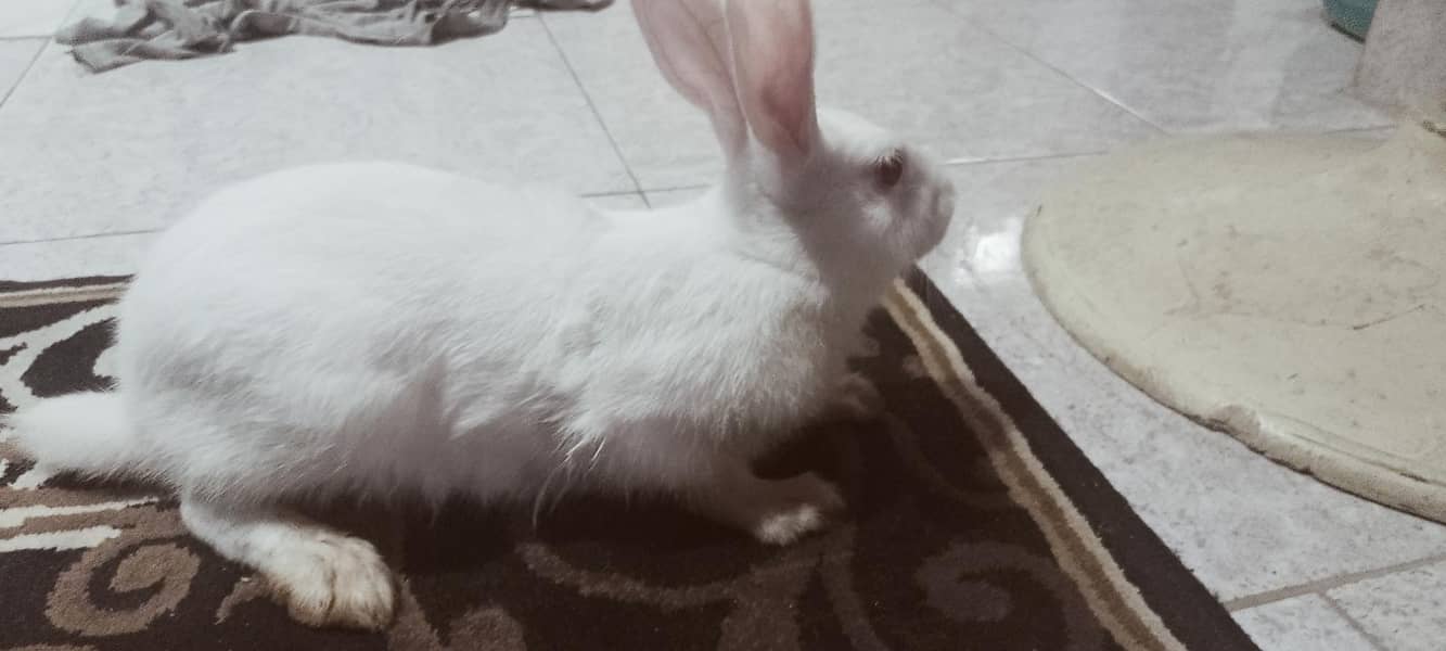 rabbit 3