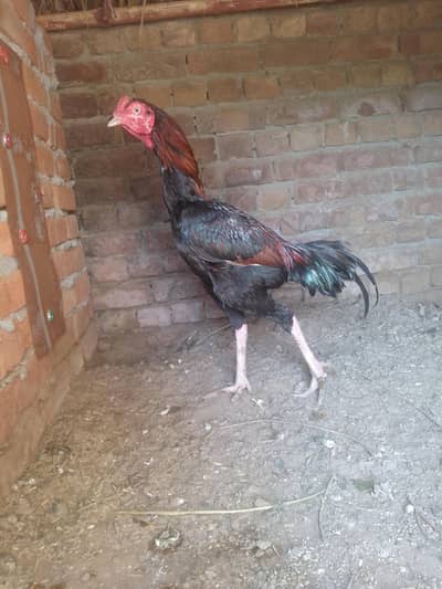 Aseel Band Gaddi Patha