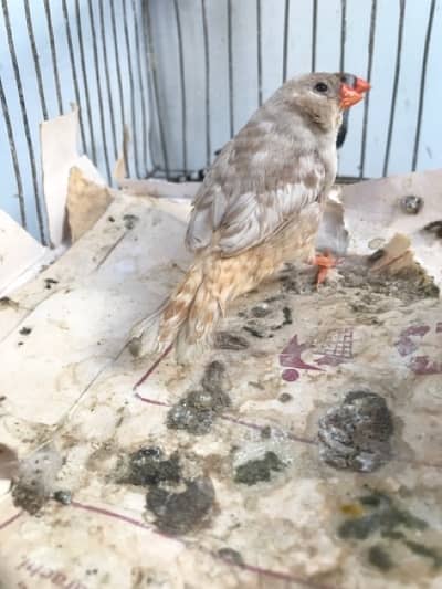 king size finch pair