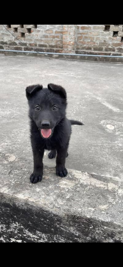 Black German Shepherd Puppy