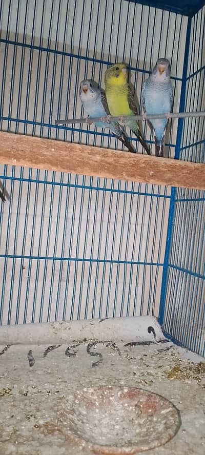 Black Winds and Black Face