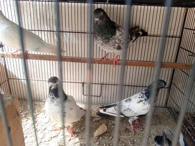 Teddy, Dub waly, Faqeer Gul patha, silver mix