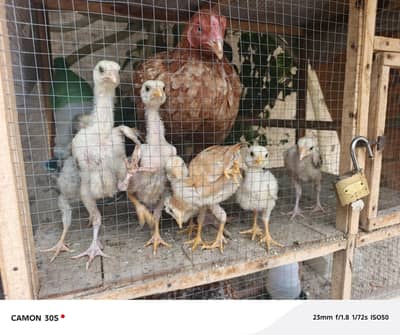 aseel chicks for sale
