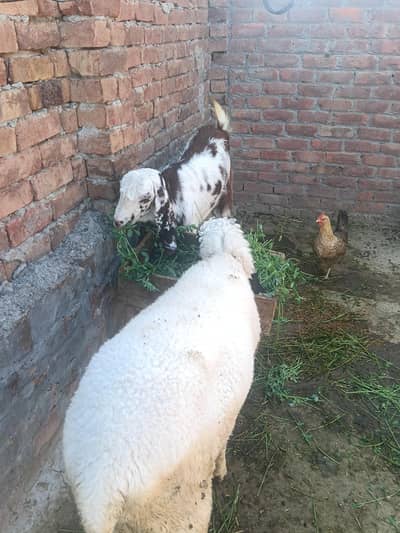 bakra or chatra for sale fresh 2 dant