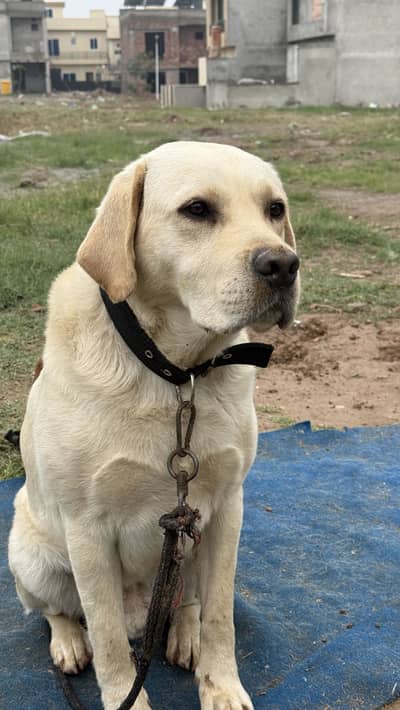 British labrador Male