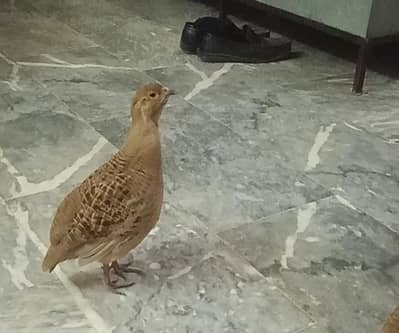 Pure golden Irani male for sale