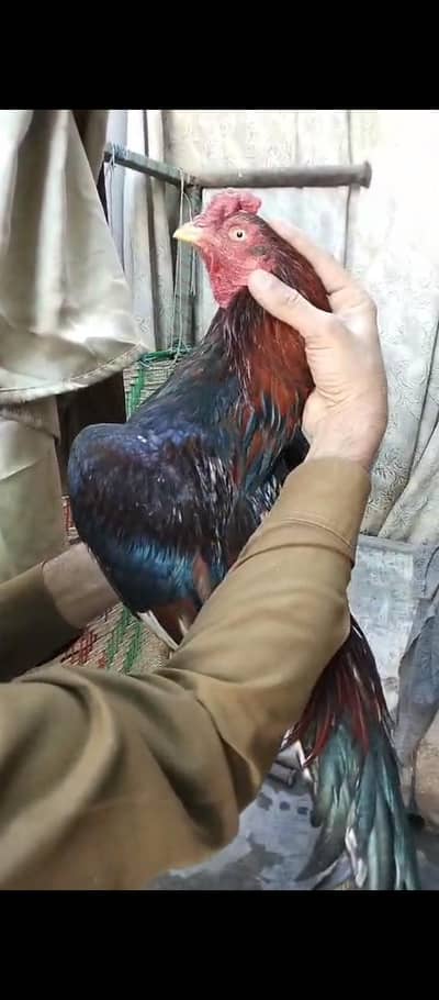aseel mianwali pair with chick