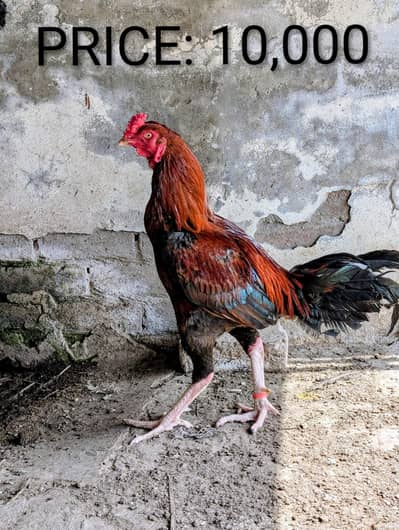 Aseel Sindhi male for sale