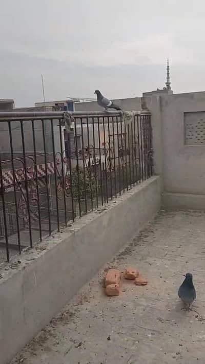 kachpry MashahAllah aseel