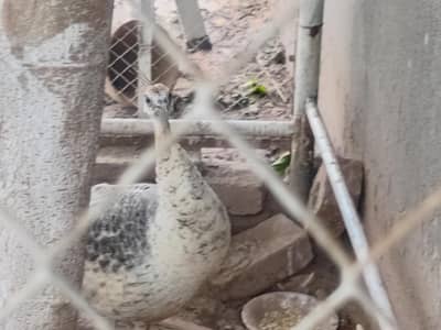 beautiful healthy peacocks  pair