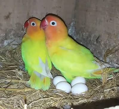 lovebird breader pair