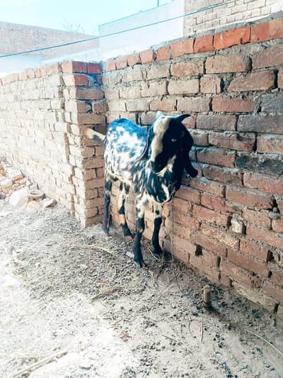 contact no 0345.1710059