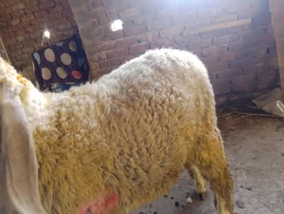 2 sheep for sale