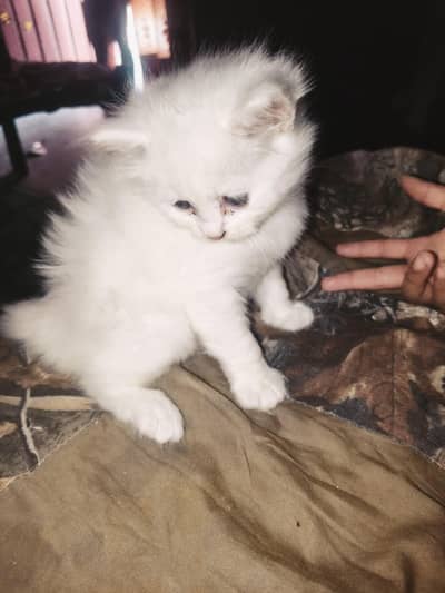 White Kitten Double Coated Only 1 Female Available
