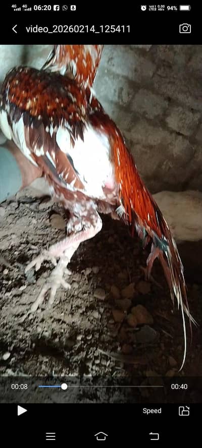 Peela Cheena pour meyawali aseel murga for sel