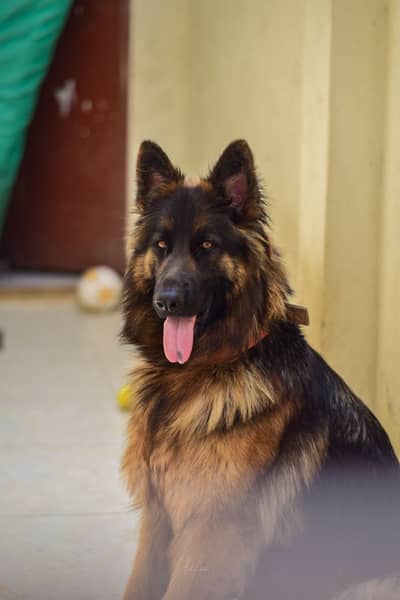 Long Coat German Shepherd Female
