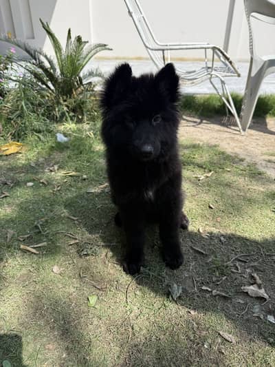 Black Female Shepherd