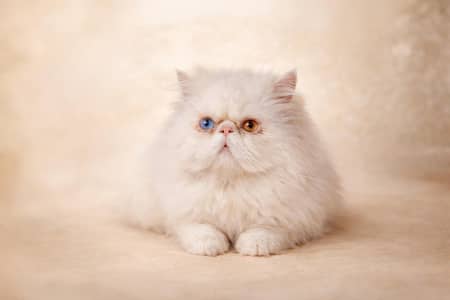 Piki Face Odd eye Stud Male | Peki | Peke | Stud | matting| Persian