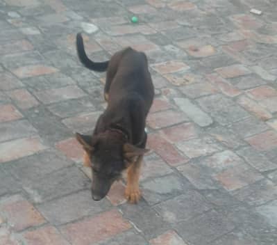 for sale german shapherd