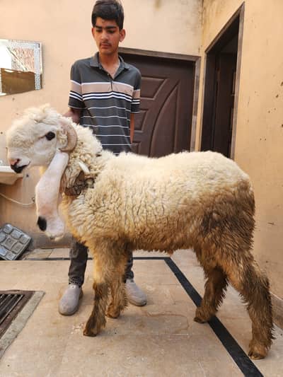 kajla chatra or kalla dabba bakra goat sheep