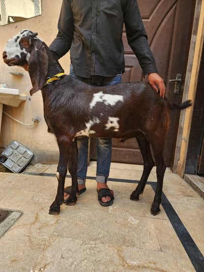 kalla dabba bakra goat