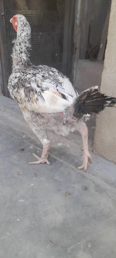 desi murgiyaan eggs daity hui