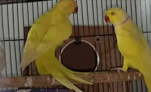 breedar pair with history