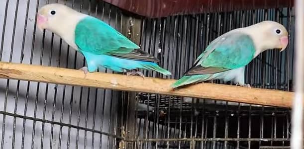 breeder Pairs of Lovebirds with Eggs